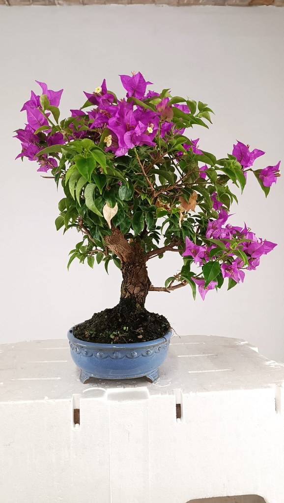 Bouganvillea glabra  220 euros