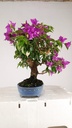 Bouganvillea glabra  220 euros