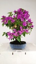 Bouganvillea glabra  220 euros