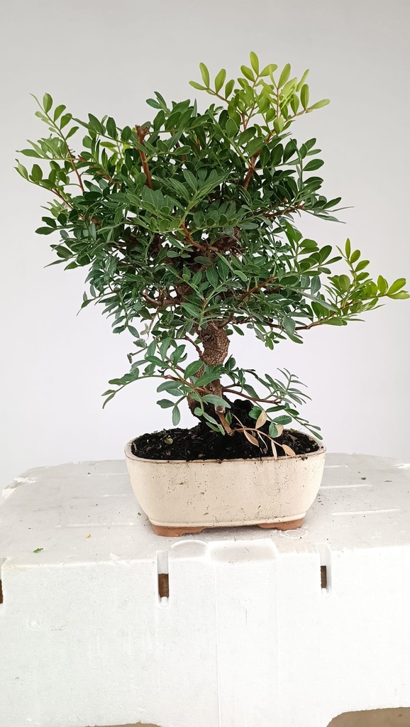 0 Pistacia lentiscus,  80 euros