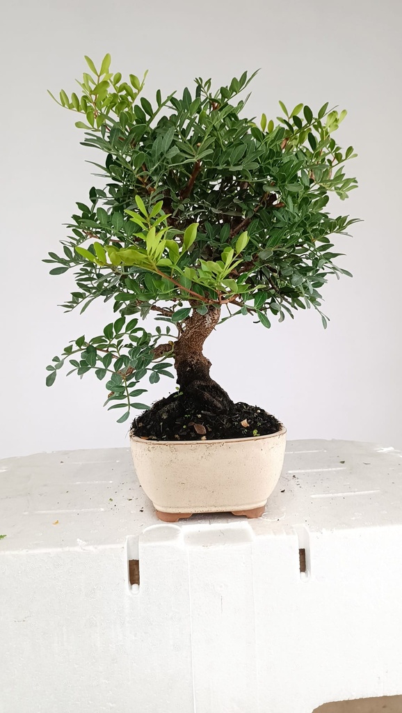 0 Pistacia lentiscus,  80 euros