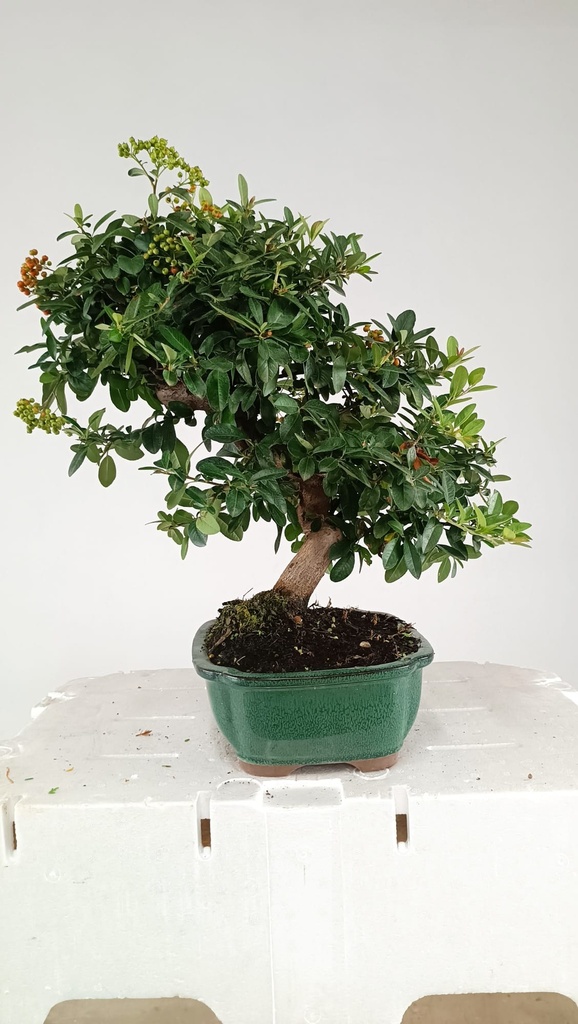 Pyracantha sp.  100 euros