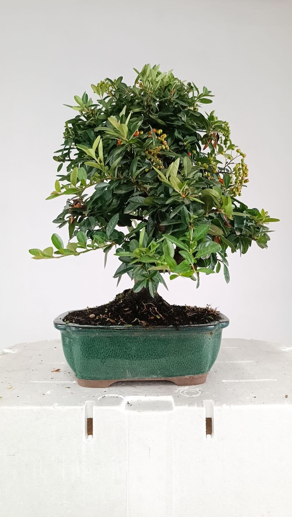 Pyracantha sp.  100 euros