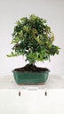 Pyracantha sp.  100 euros