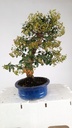 Pyracantha, 120 euros Passport -43-121638-050925