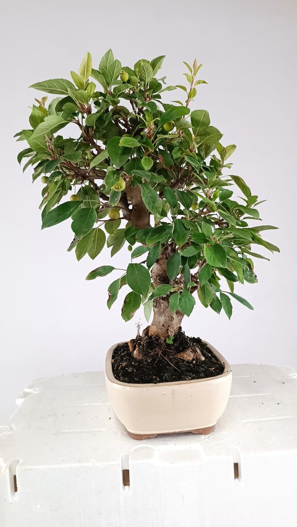 Malus sp. 85 euros Passport -43-159475-030925  D-ES