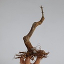 G24. Granado nejikan/ 175€