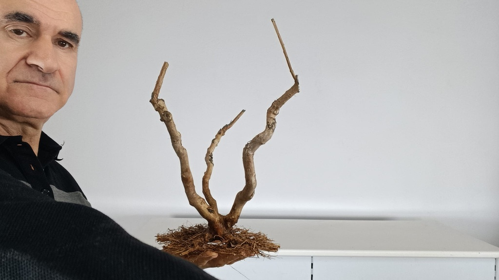 L 3.  Lagestroemia indica 250 euros con envio gratis peninsula.