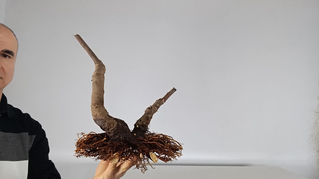 H 8. Ficus carica 150 euros con envio gratis peninsula.