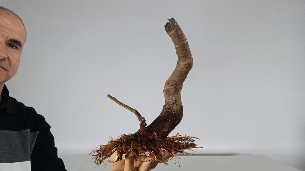 H 9. F icus carica 150 euros con envio gratis peninsula-