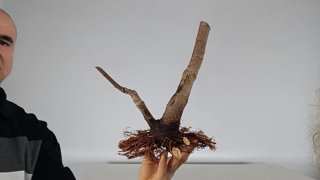 H 12. Ficus carica 150 euros con envio gratis peninsula.