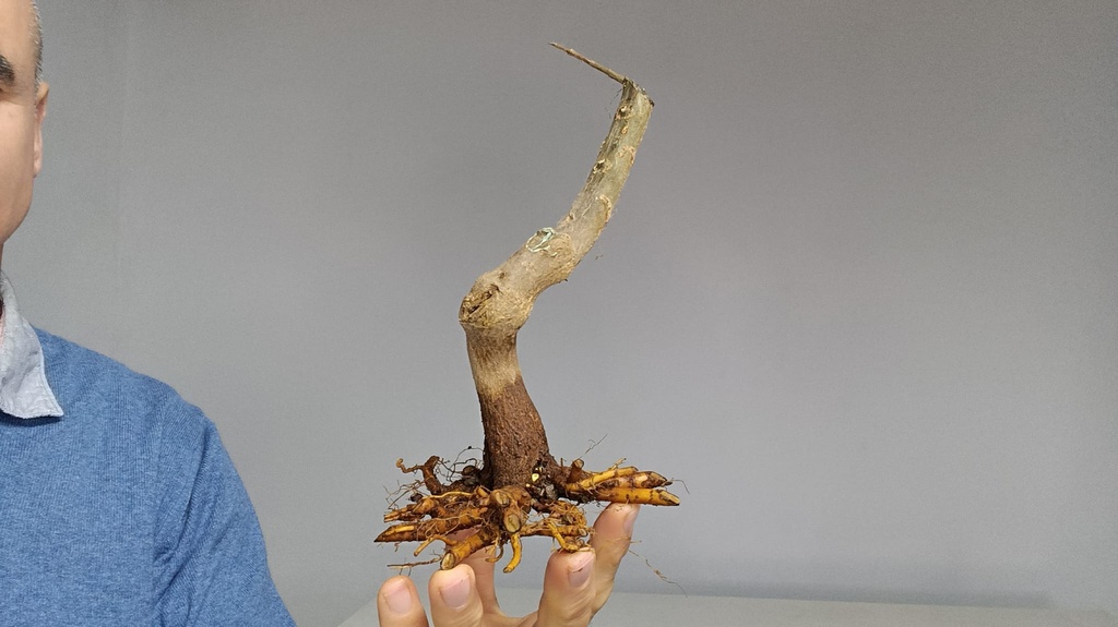 G 25 Granado nejikan 120 euros con envio gratis peninsula.