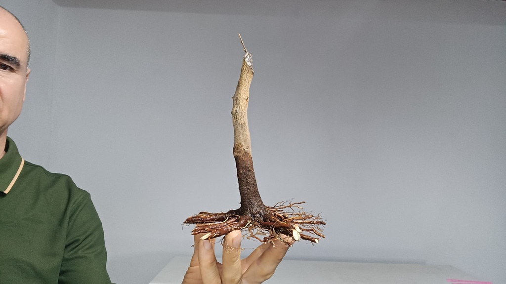 B 15. Acer buergerianum 120 euros con envio gratis peninsxula.