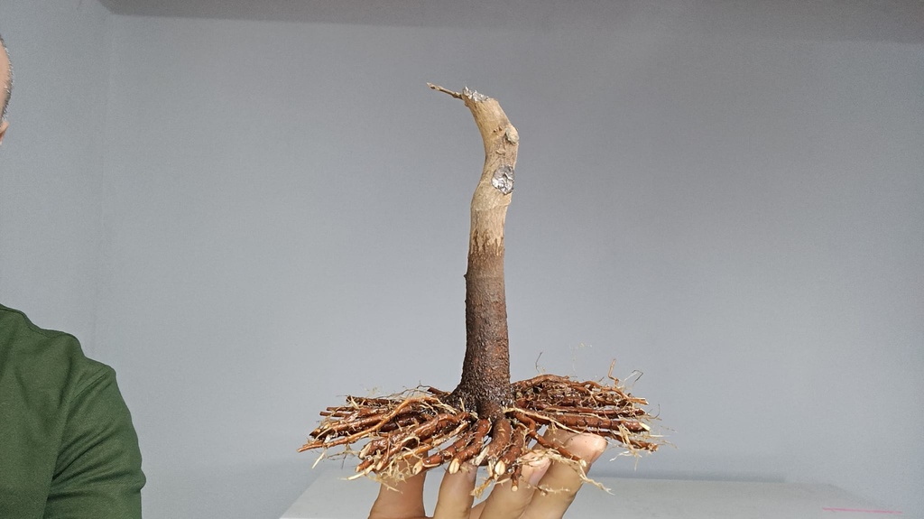 B 19 Acer buergerianum 120 euros con envio gratis peninsula.