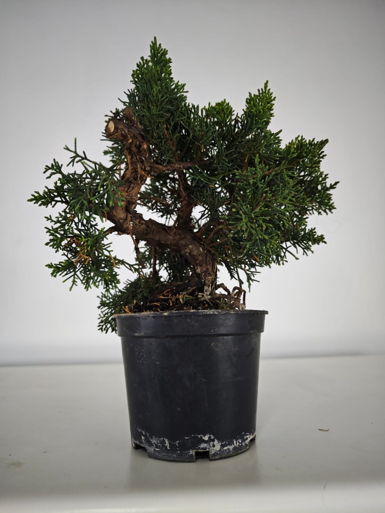 *N.º 2 Juniperus chinensis kyushu 60 euros Passport --153692- 0509  D-ES2543