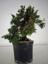 *N.º 2 Juniperus chinensis kyushu 60 euros Passport --153692- 0509  D-ES2543