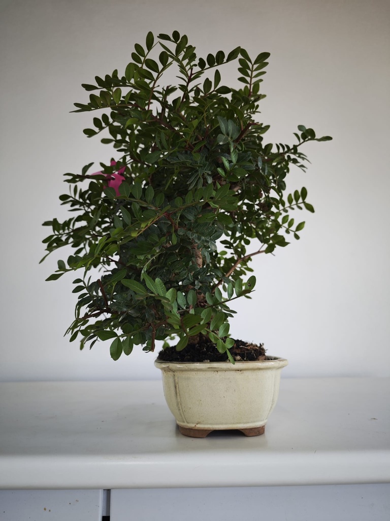 *N.º 3 Pistacia lentiscus 80 euros Passport -43-166196-050925 D-ES