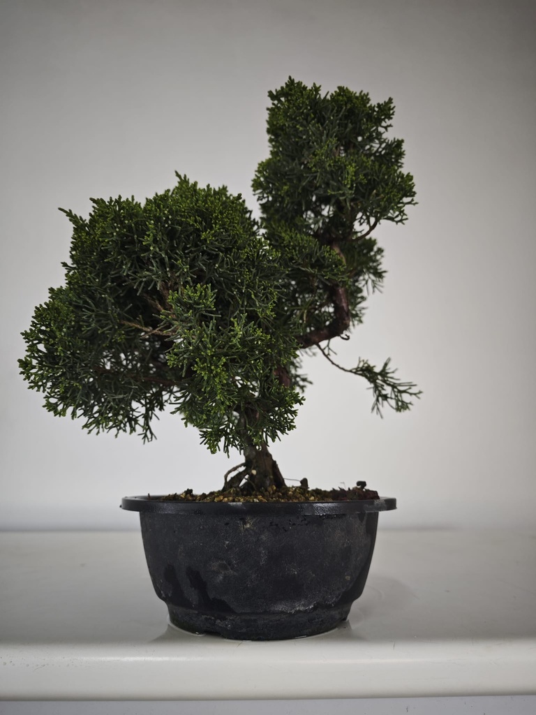 *N.º 3 Juniperus chinensis kyushu 60 euros Passport --153692- 0509 D-ES2543