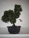 *N.º 3 Juniperus chinensis kyushu 60 euros Passport --153692- 0509 D-ES2543