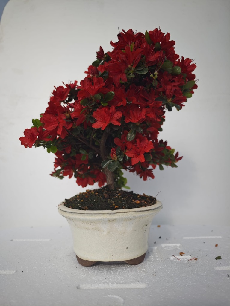 *A 3. Rhododendron indicum, 70 euros con envio gratis peninsula