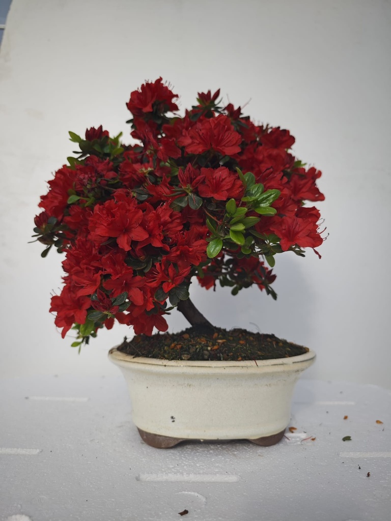 *A 3. Rhododendron indicum, 70 euros con envio gratis peninsula