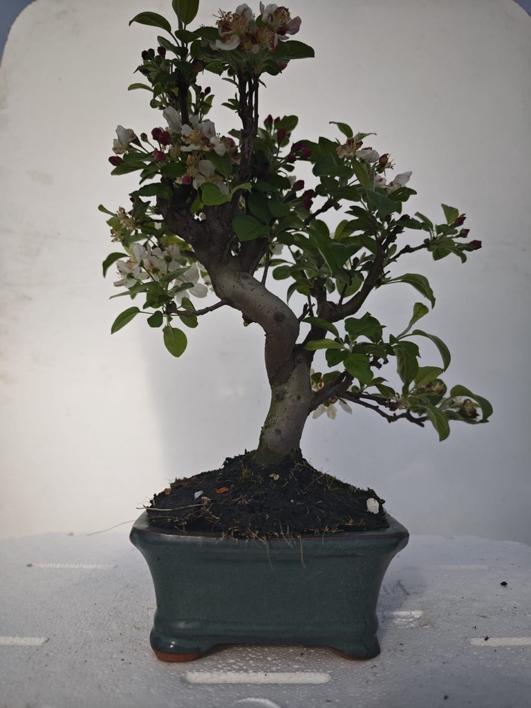 *M 2. Malus 100 euros con envio gratis peninsula.