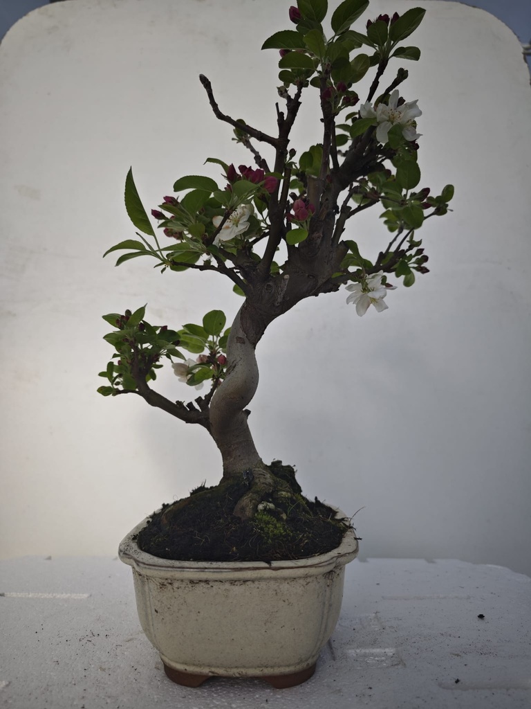 *M 3. Malus 100 euros con envio gratis peninsula.