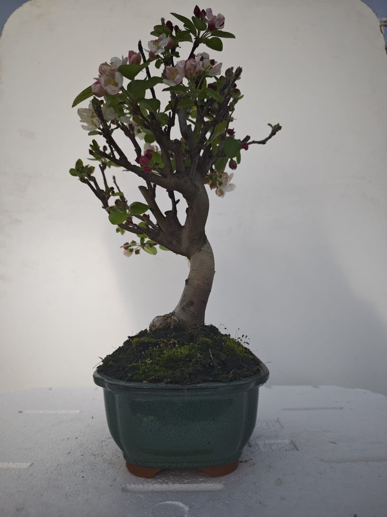 *M 4. Malus 100 euros con envio gratis peninsula.