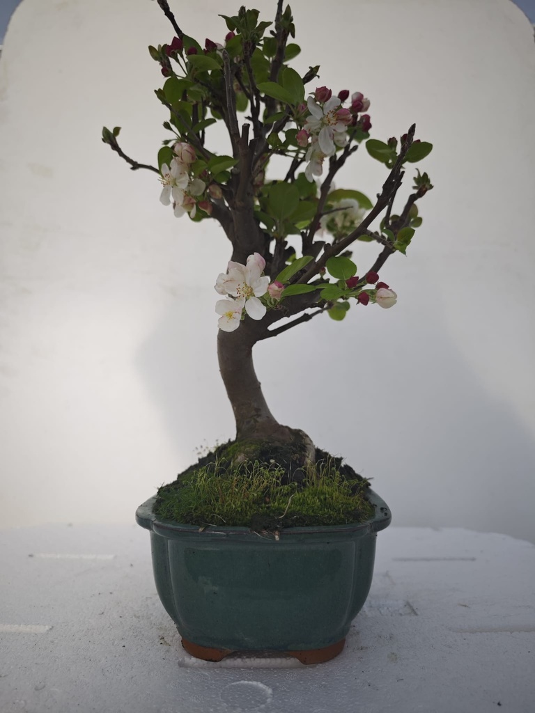 *M 4. Malus 100 euros con envio gratis peninsula.