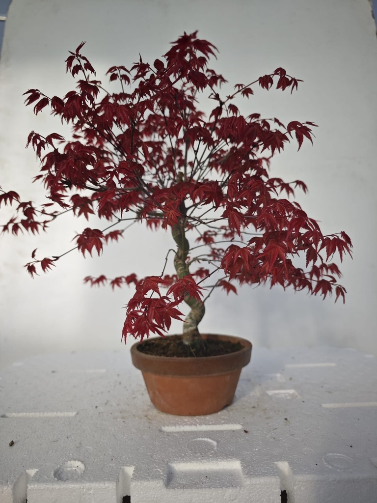 *D 21. Acer palmatum deshojo 220 euros con envio gratis peninsula.