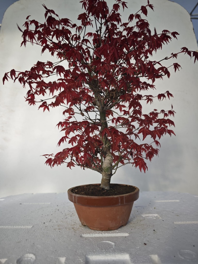 *D 22. Acer palmatum deshojo 220 euros con envio gratis peninsula.
