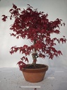 *D 23. Acer palmatum deshojo 220 euros con envio gratis peninsula.