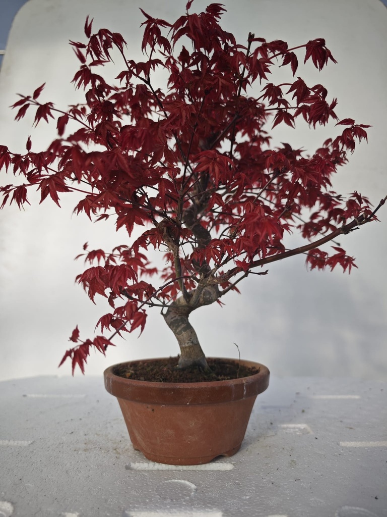 *D 24. Acer palmatum deshojo 220 euros con envio gratis peninsula.