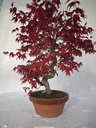 *D 25. Acer palmatum deshojo 220 euros con envio gratis peninsula.