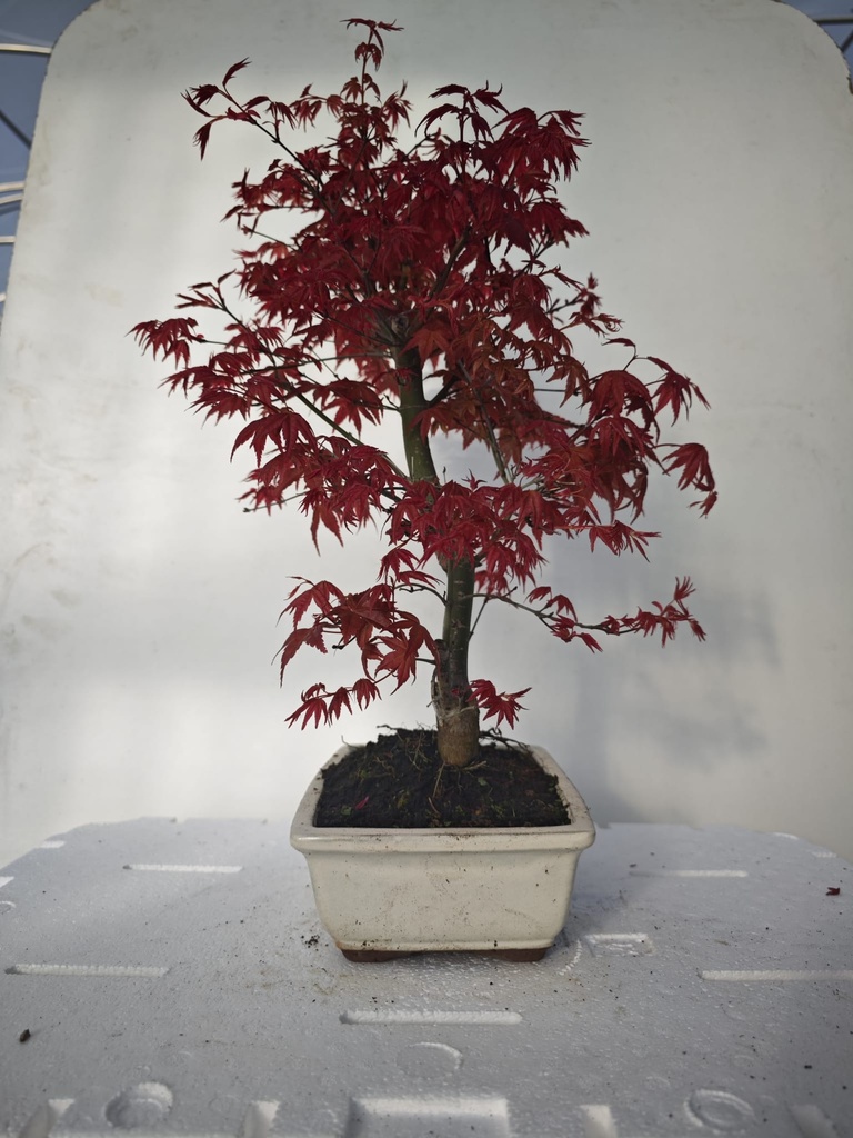 *D 27. Acer palmatum deshojo 220 euros con envio gratis peninsula.