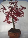 *D 28. Acer palmatum deshojo 220 euros con envio gratis peninsula.