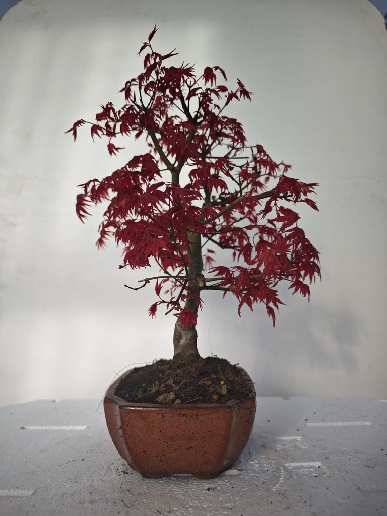 *D 28. Acer palmatum deshojo 220 euros con envio gratis peninsula.