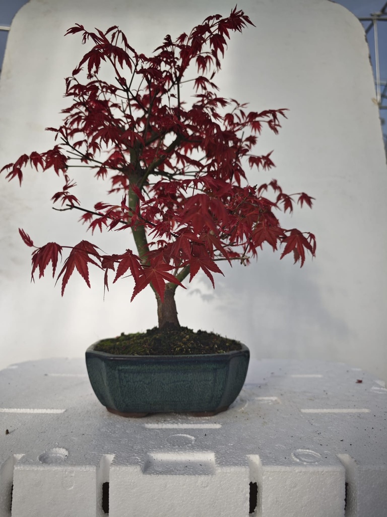 *D 29. Acer palmatum deshojo 220 euros con envio gratis peninsula.
