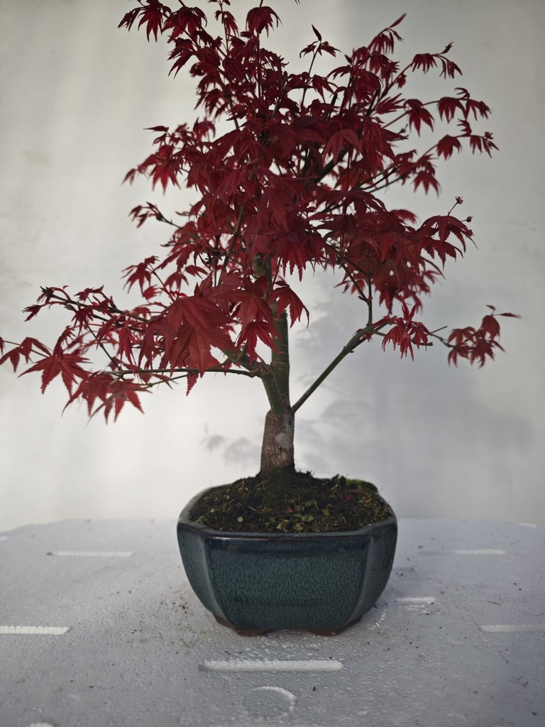 *D 29. Acer palmatum deshojo 220 euros con envio gratis peninsula.