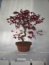 *D 32. Acer palmatum deshojo 220 euros con envio gratis peninsula.