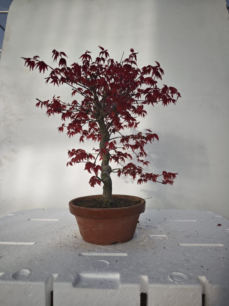 *D 32. Acer palmatum deshojo 220 euros con envio gratis peninsula.