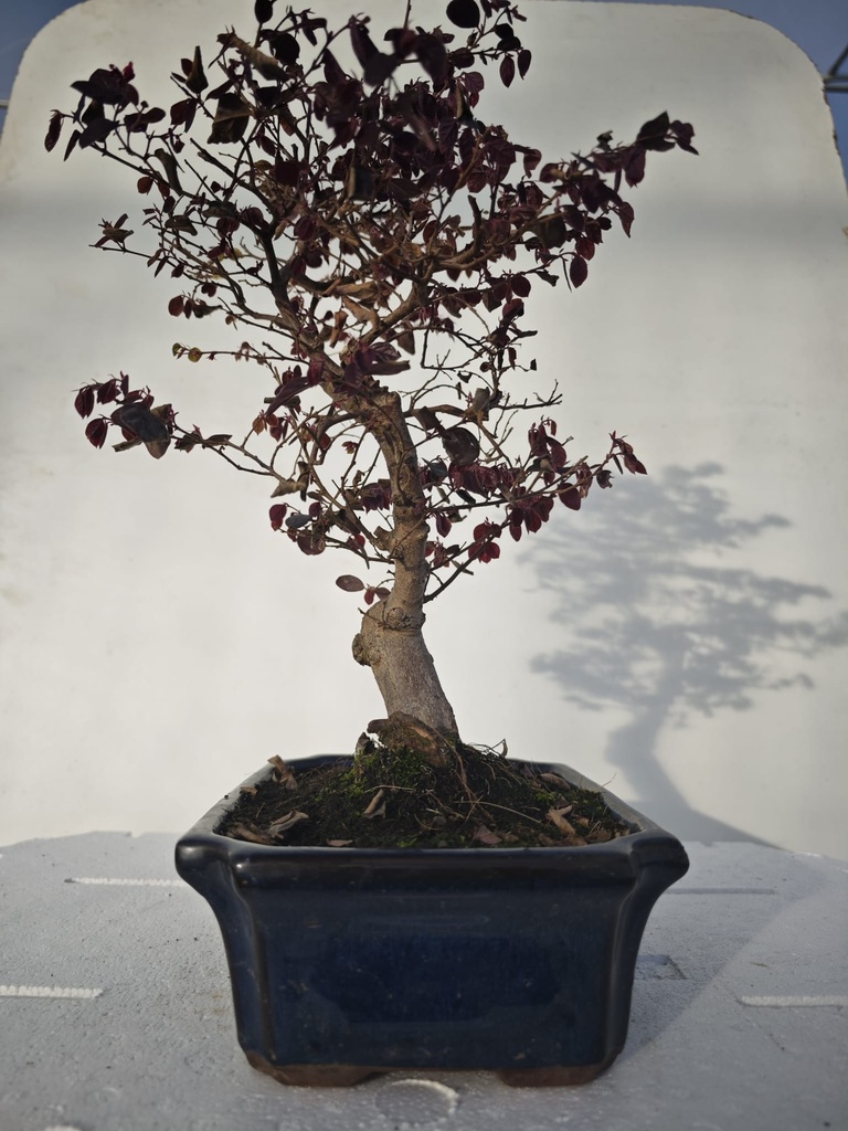 *L 21. Loropetalum 100 euros con evio gratis peninsula.