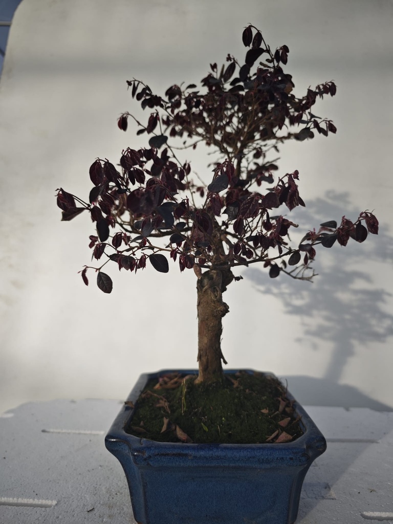 *L 23. Loropetalum 100 euros con evio gratis peninsula.