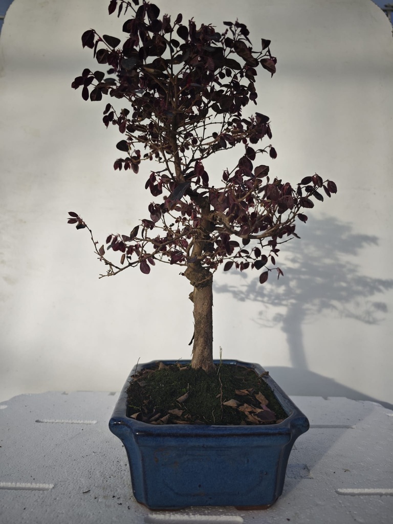 *L 23. Loropetalum 100 euros con evio gratis peninsula.