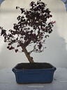 *L 24. Loropetalum 100 euros con evio gratis peninsula.