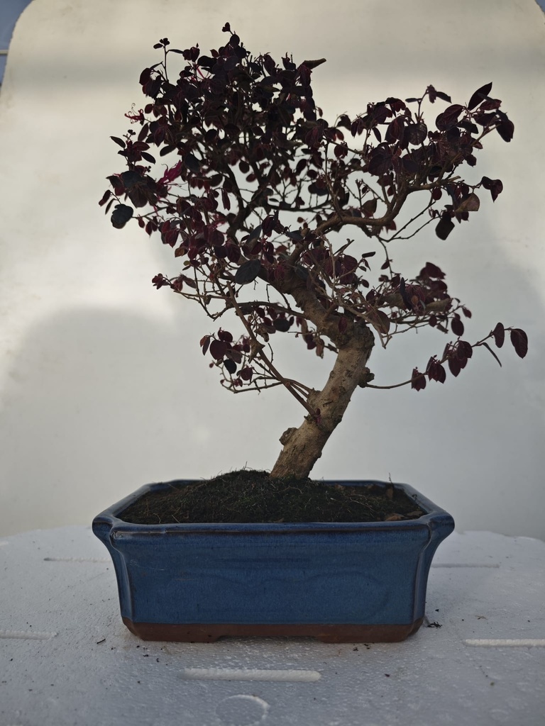 *L 24. Loropetalum 100 euros con evio gratis peninsula.