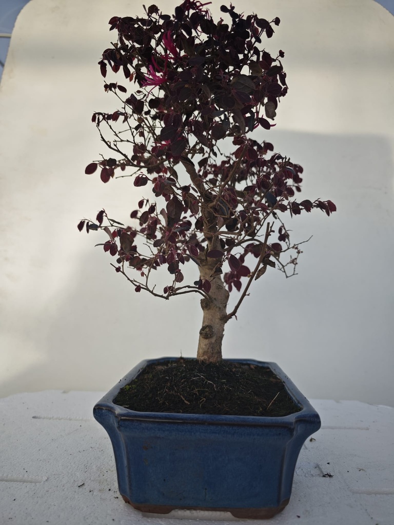 *L 24. Loropetalum 100 euros con evio gratis peninsula.