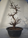 *Ca 1. Carpinus coreana 120 euros con envio gratis peninsula.