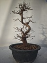 *Ca 1. Carpinus coreana 120 euros con envio gratis peninsula.