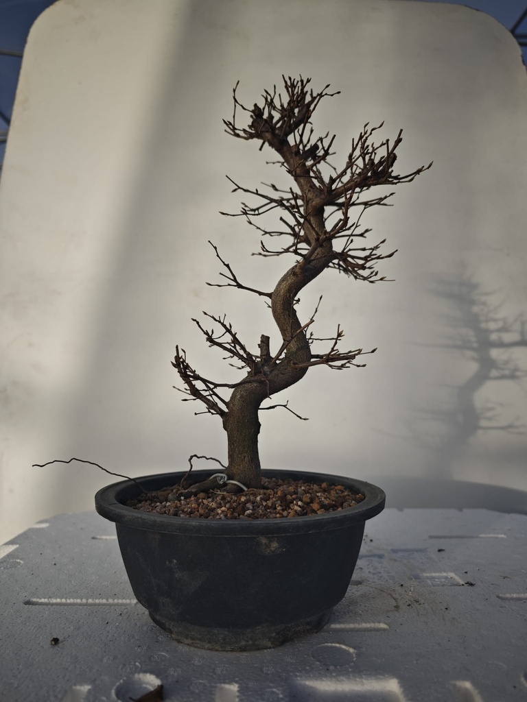 *Ca 2. Carpinus coreana 120 euros con envio gratis peninsula.